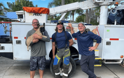 Top Tree Trimmers Near Me: Jupiter, Tequesta, Hobe Sound & Surrounding Areas