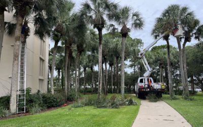 Top 5 Reasons to Trim Your Trees This Season