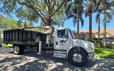 The Real Cost of Ignoring Tree Maintenance in Palm Beach and the Treasure Coast