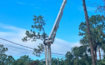 Summer Tree Trimming in Florida: Why It Matters More Than You Think