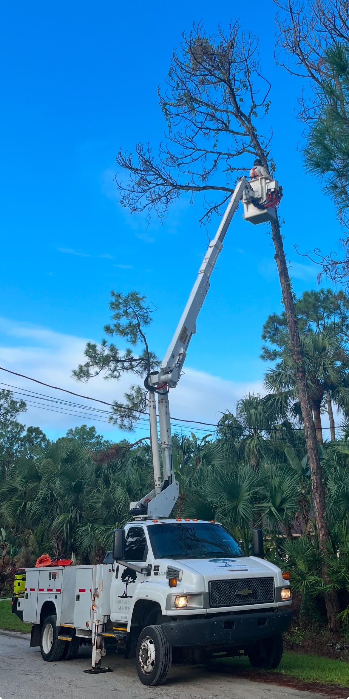 Summer Tree Trimming in Florida: Why It Matters More Than You Think