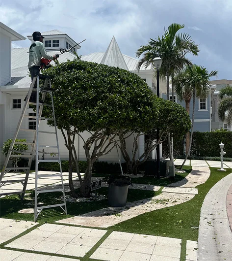 Dixie Tree Services - Residential & Commercial Tree Services