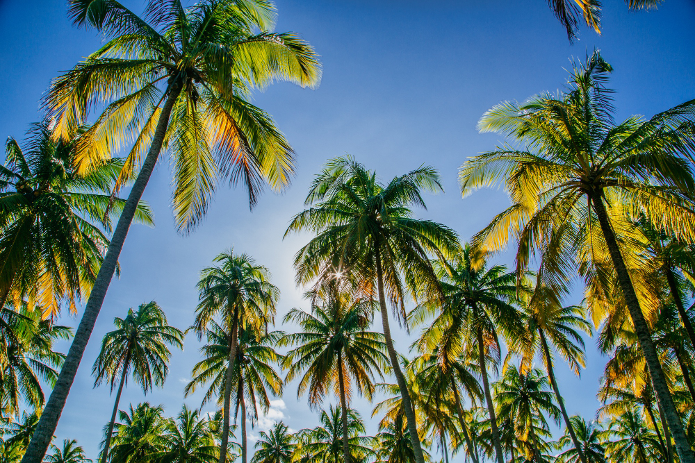 a group of palm trees in  Wellington, Florida