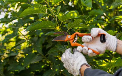Tree Service Blogs How to Prepare Your Trees for Florida’s Rainy Season
