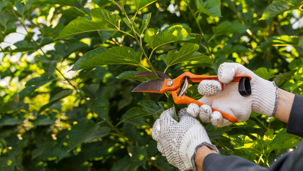How to Prepare Your Trees for Florida’s Rainy Season