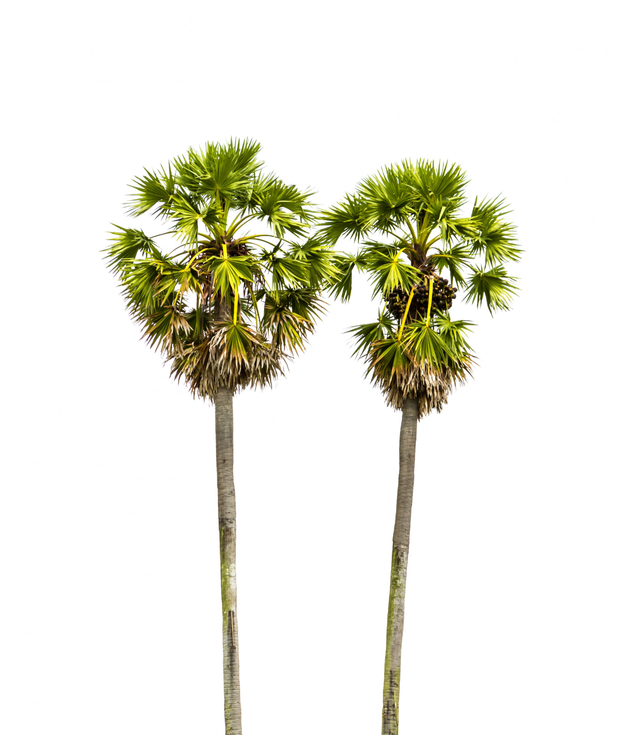 tree service