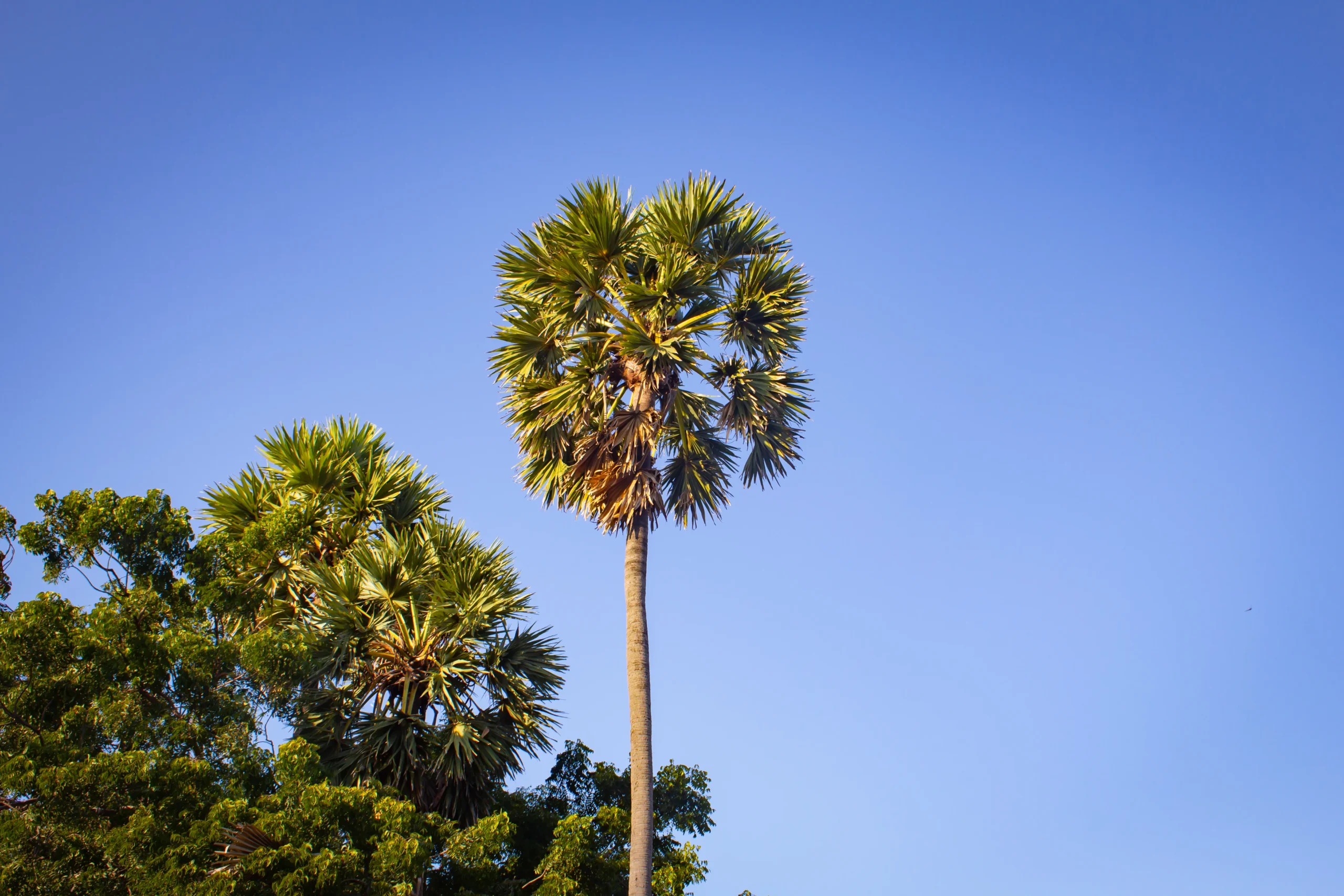 tree service
