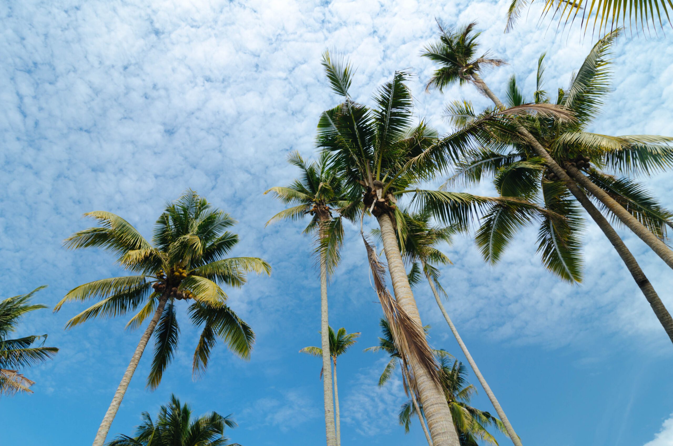 a group of palm trees and blue sky in west palm beach