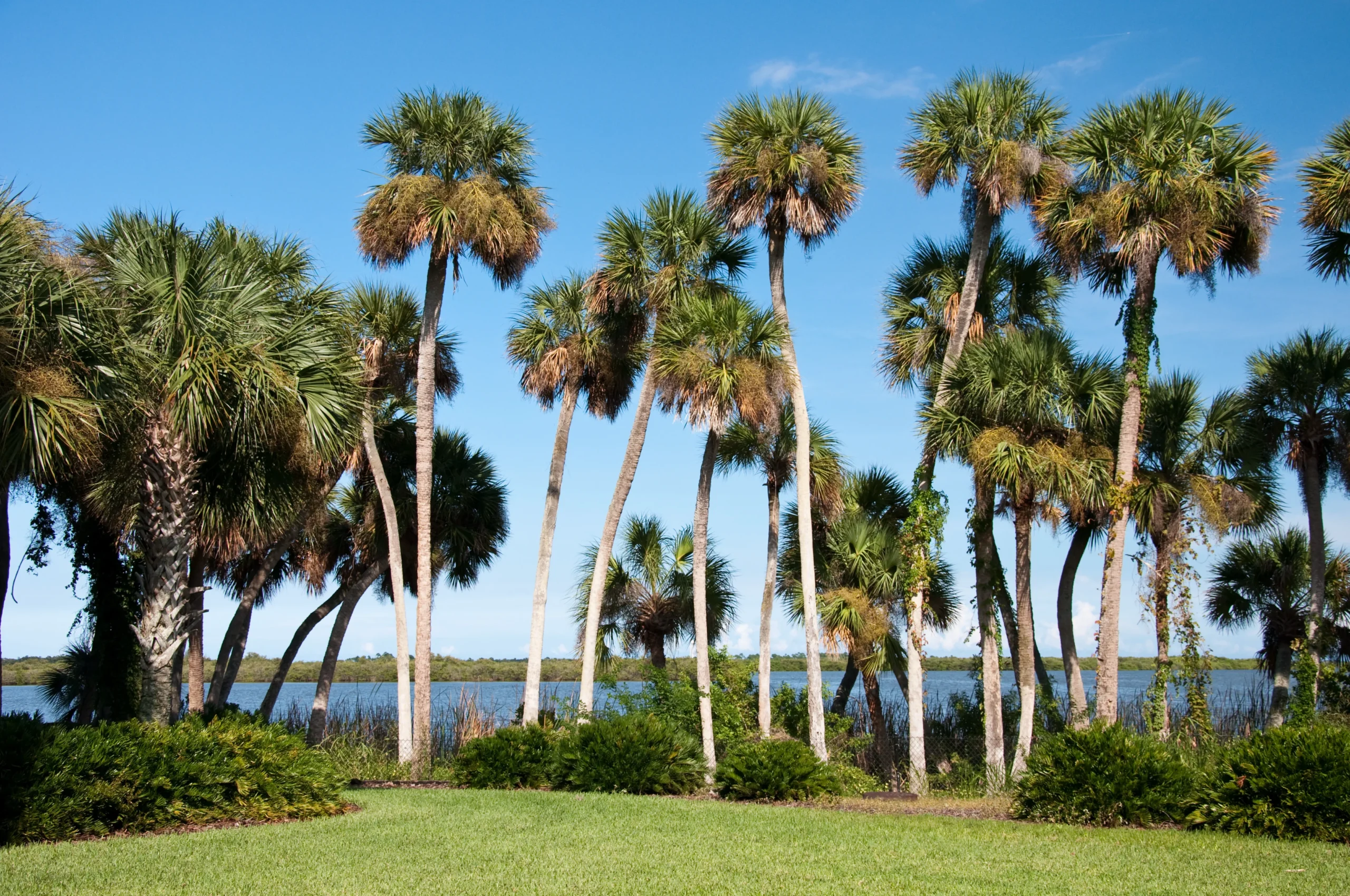 tree service