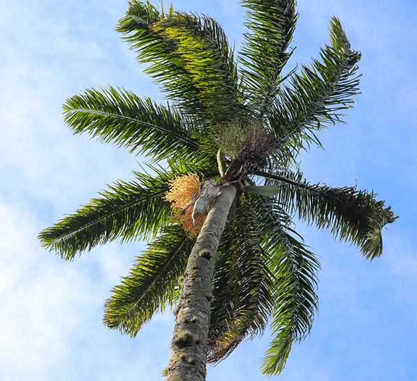 tree service