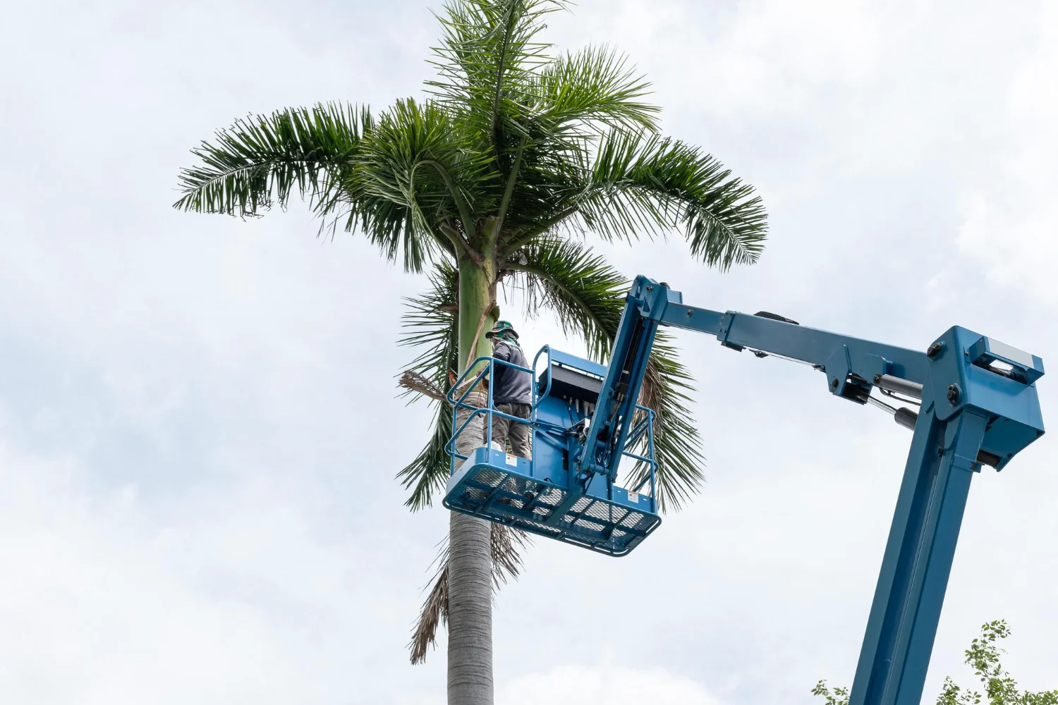 Emergency Tree Removal You Can Trust
