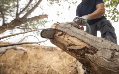 Top 5 Reasons to Use Dixie Tree Services Instead of DIY Tree Removal