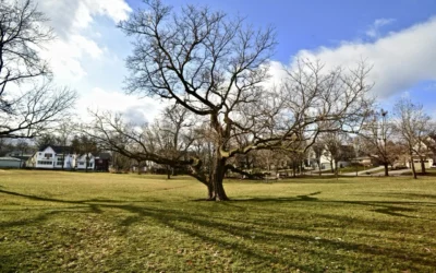 Tree Service Blogs 5 Signs Your Tree is Diseased or Dying (and What to Do About It)