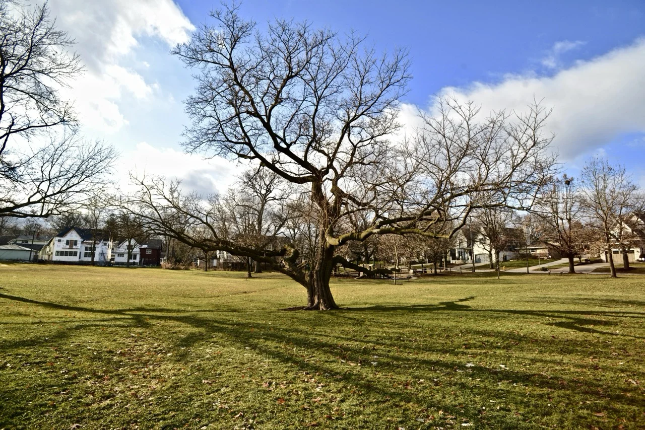 5 Signs Your Tree is Diseased or Dying (and What to Do About It)