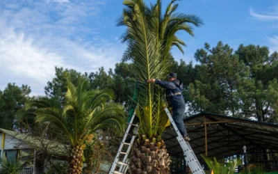 Tree Service Blogs Storm-Prep Tree Tips for Abacoa Homeowners