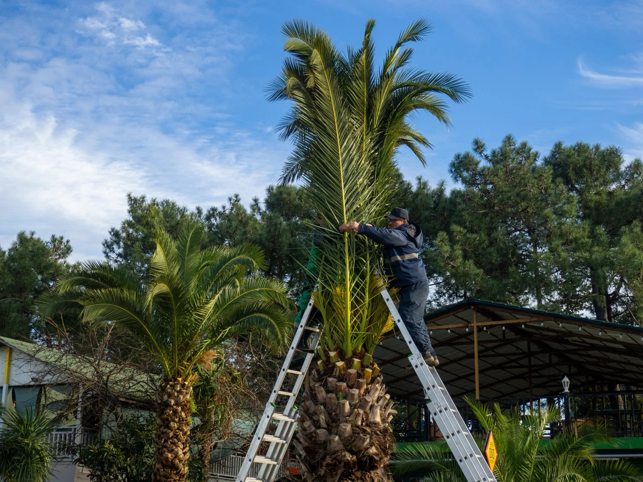 palm tree trimming