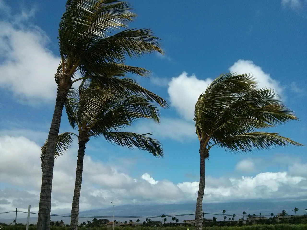 hurricane tree trimming