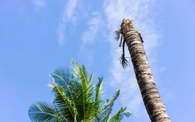 What to Do If a Limb Falls During a Storm in Jupiter