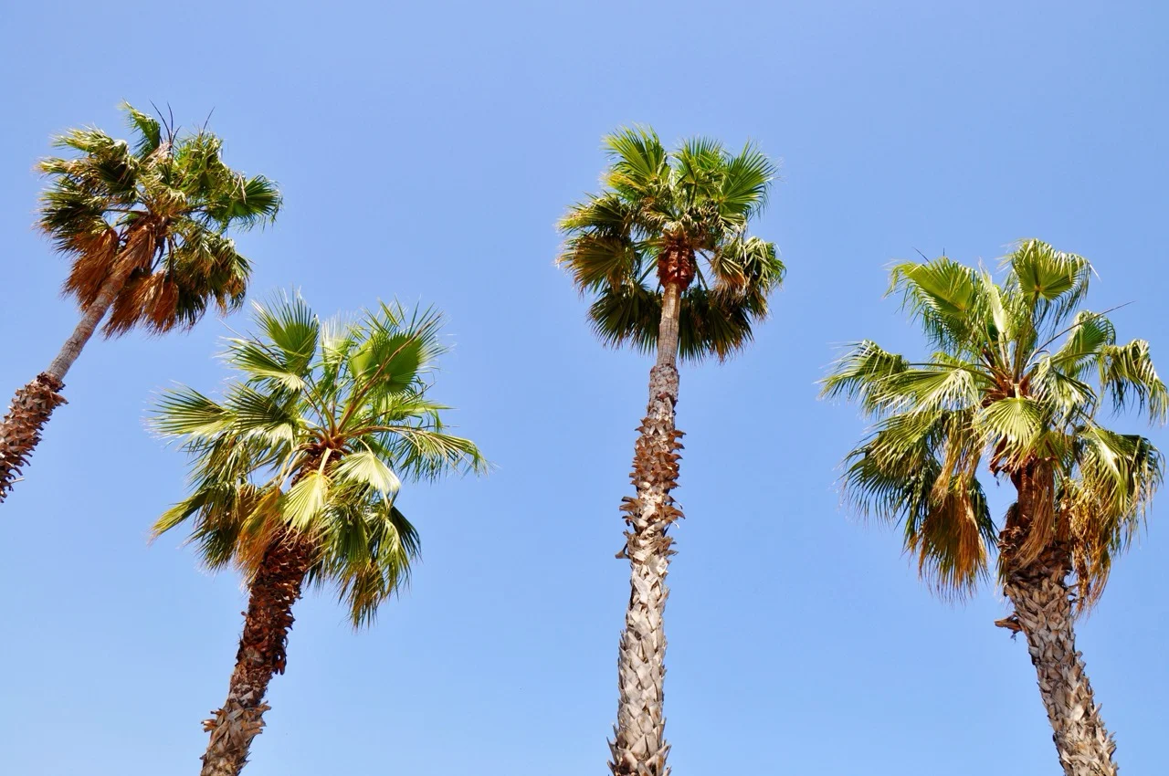Planting Florida-Friendly Trees in Palm Beach Gardens