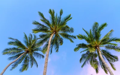 Tree Service Blogs When to Trim Palm Trees in Hobe Sound, Florida