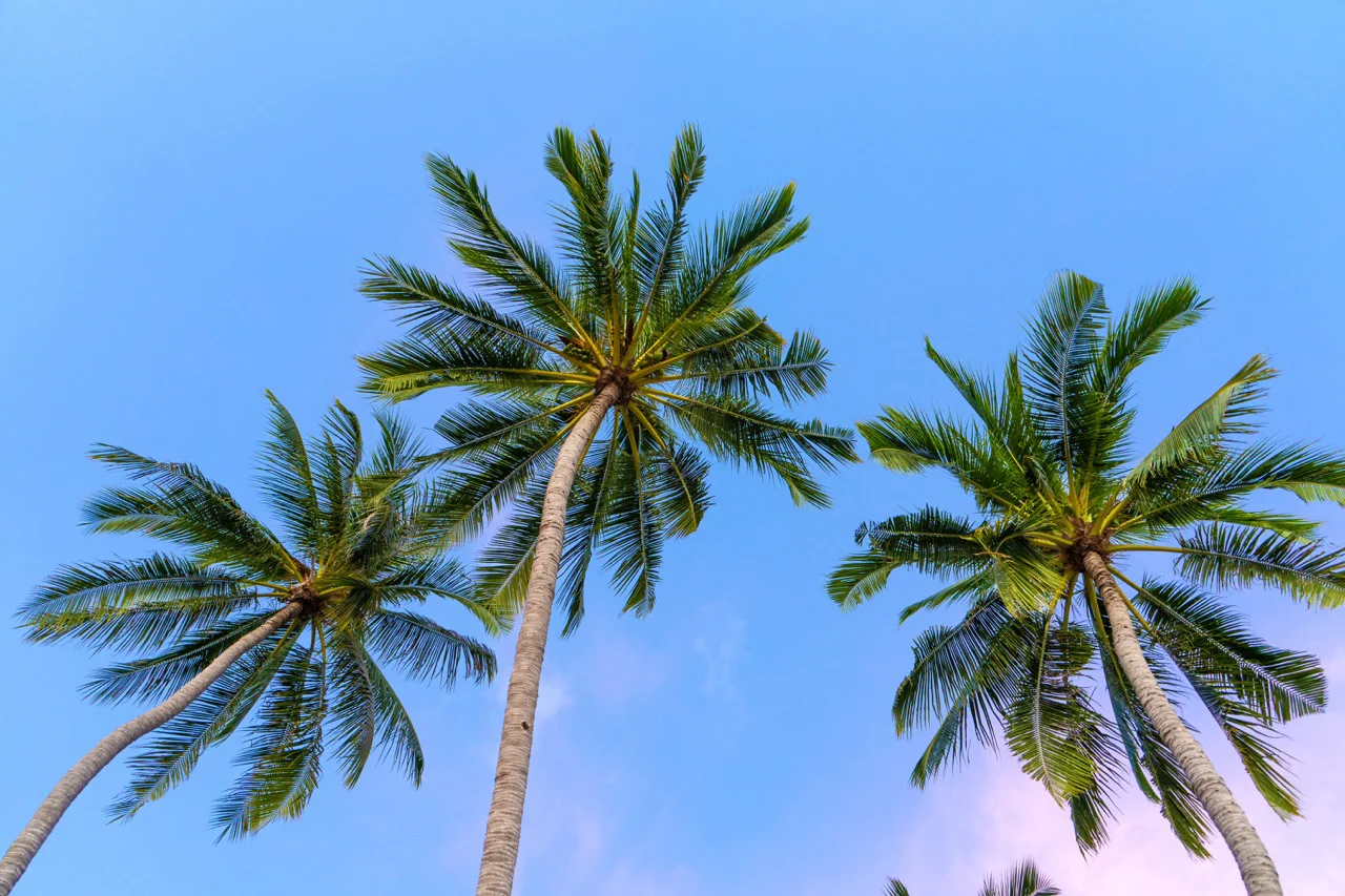 When to Trim Palm Trees in Hobe Sound, Florida