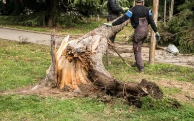 When It’s Time for Tree Removal: Signs You Shouldn’t Ignore