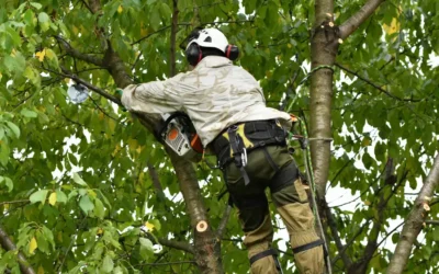 Why Regular Tree Trimming Saves You Money (Especially in Florida)