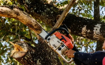 How Much Does Tree Removal Cost in Jupiter? What Homeowners Should Expect