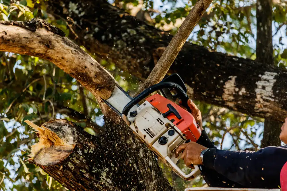 How Much Does Tree Removal Cost in Jupiter? What Homeowners Should Expect