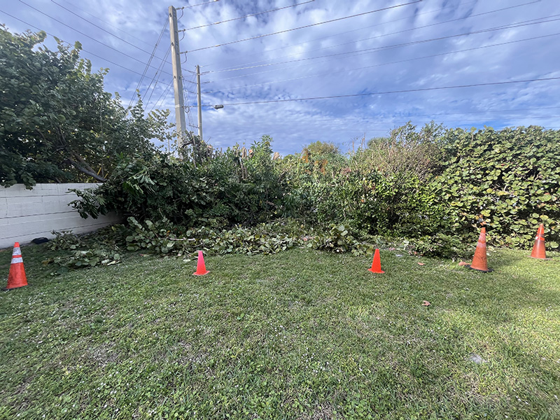 CleanOut During Recent Tree Service and Landscape Cleanup Projects