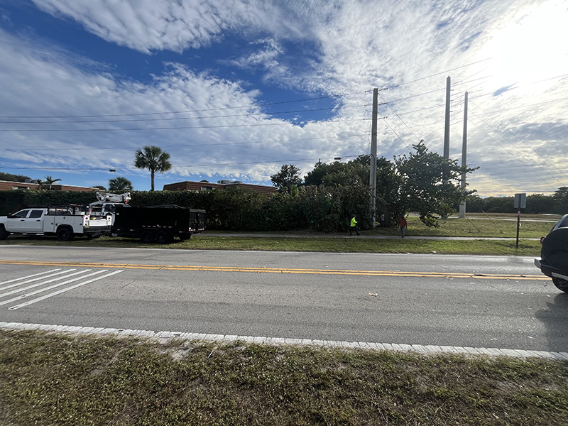 Sea grape hedge1 Recent Tree Service and Landscape Cleanup Projects