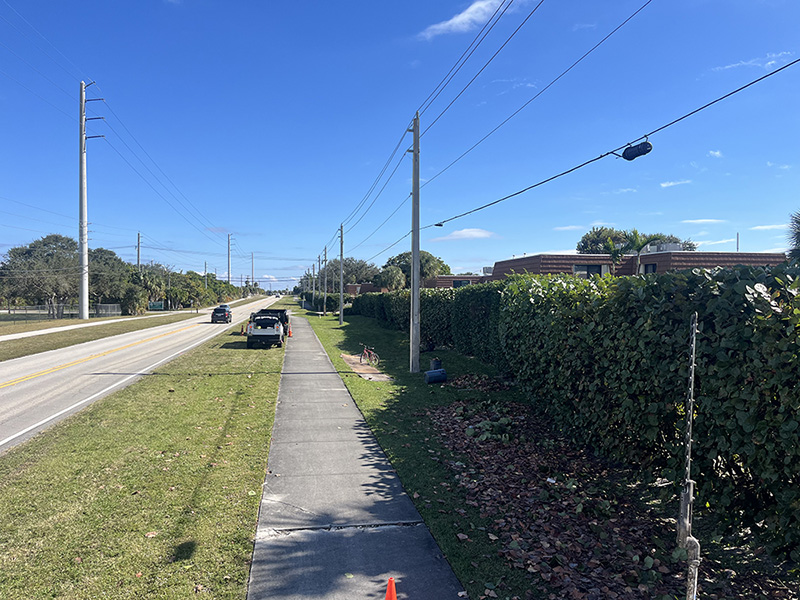 Sea grape hedge2 Recent Tree Service and Landscape Cleanup Projects