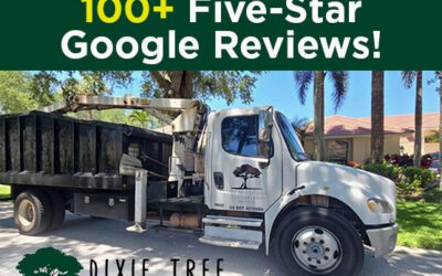 Dixie Tree Services Celebrates 100+ 5-Star Reviews in Jupiter and Tequesta