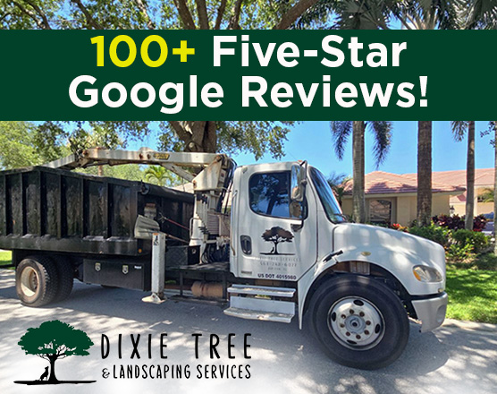 Dixie Tree Services Celebrates 100+ 5-Star Reviews in Jupiter and Tequesta
