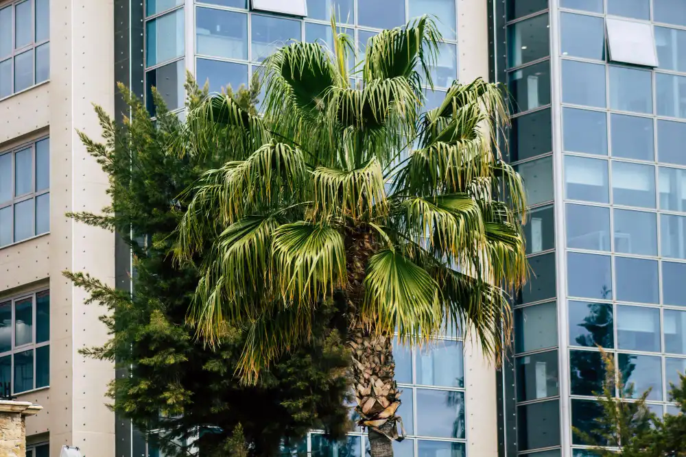 Transform Your Landscape with New Trees