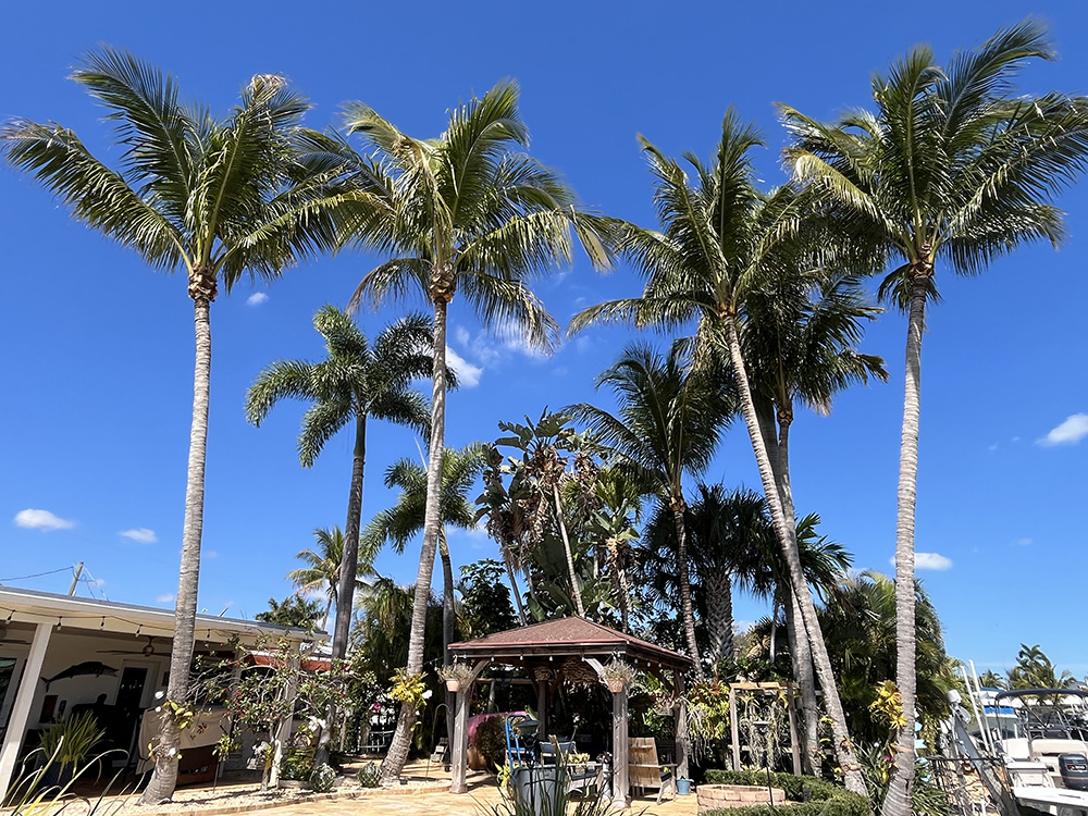 Tree Service in Jupiter, FL