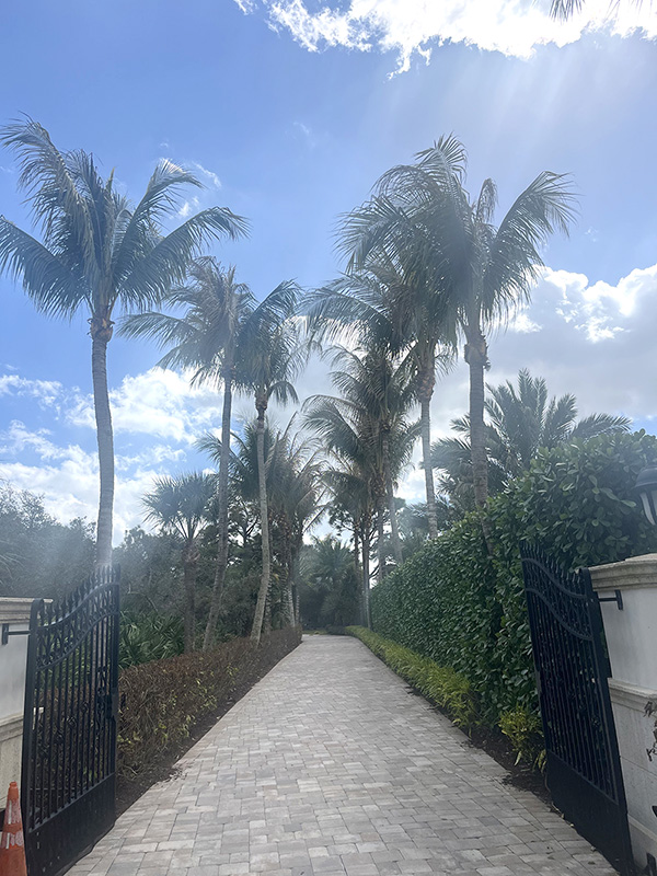 palm tree trimming