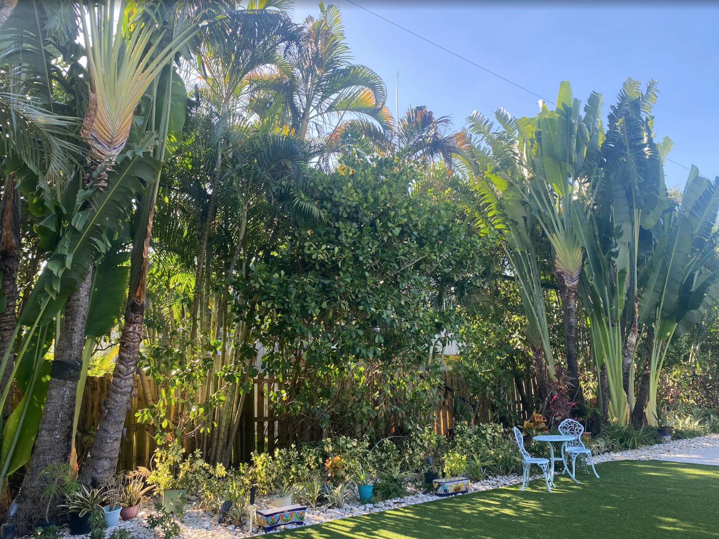 Transform Your Landscape with New Trees