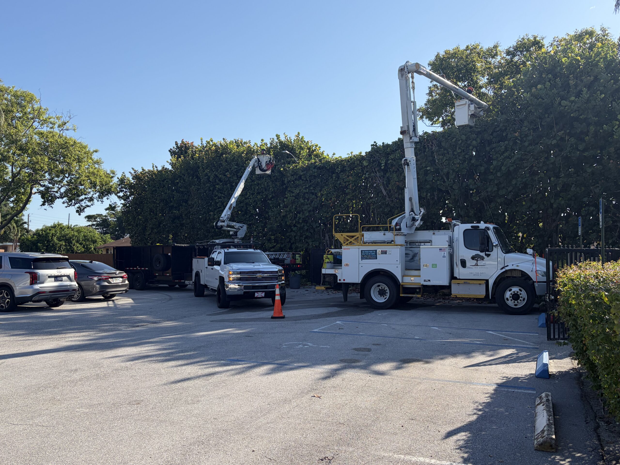 Sea Grape Hedge Trim in Tequesta Tree Service in Tequesta, FL
